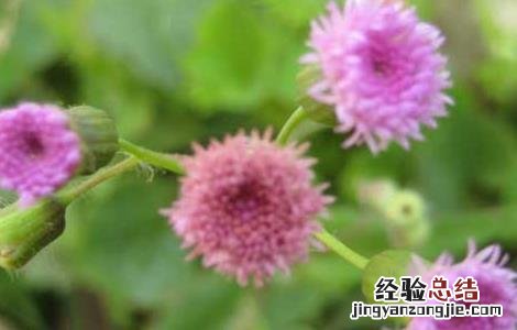 羊蹄草的功效与作用 羊蹄草的功效与作用及禁忌