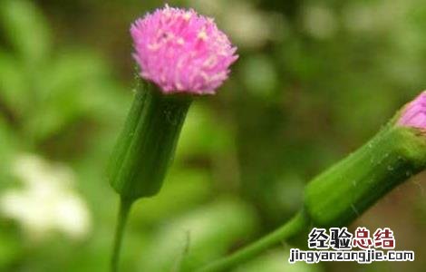 羊蹄草的功效与作用 羊蹄草的功效与作用及禁忌