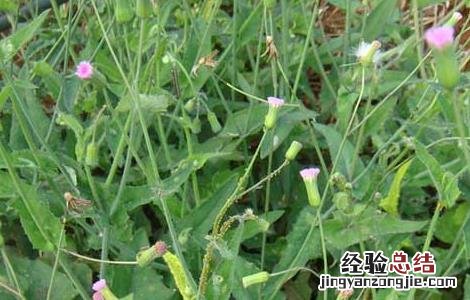 羊蹄草的功效与作用 羊蹄草的功效与作用及禁忌