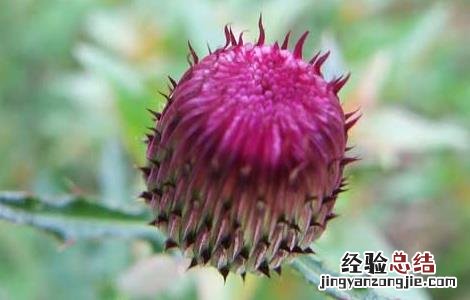 羊蹄草的功效与作用 羊蹄草的功效与作用及禁忌