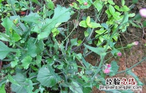 羊蹄草的功效与作用 羊蹄草的功效与作用及禁忌