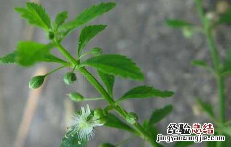 野甘草的功效与作用 野甘草的功效与作用点