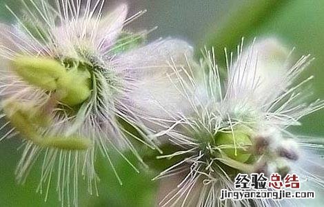 野甘草的功效与作用 野甘草的功效与作用点