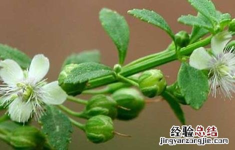 野甘草的功效与作用 野甘草的功效与作用点