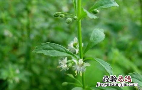 野甘草的功效与作用 野甘草的功效与作用点