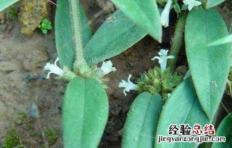 治疗牙疳用什么药 牙疳药的功效与作用