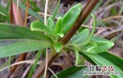 治疗牙疳用什么药 牙疳药的功效与作用