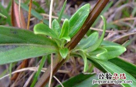 治疗牙疳用什么药 牙疳药的功效与作用