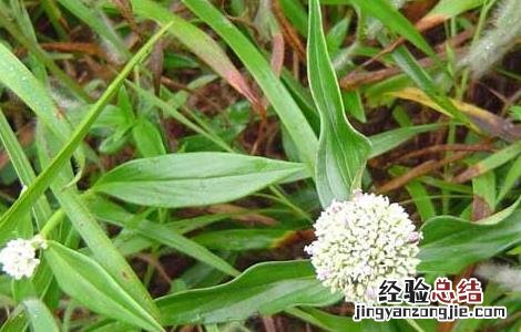 治疗牙疳用什么药 牙疳药的功效与作用