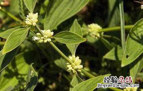 治疗牙疳用什么药 牙疳药的功效与作用