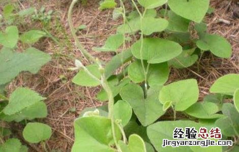 寻骨风的功效与作用与主治 寻骨风的功效与作用
