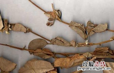 寻骨风的功效与作用与主治 寻骨风的功效与作用