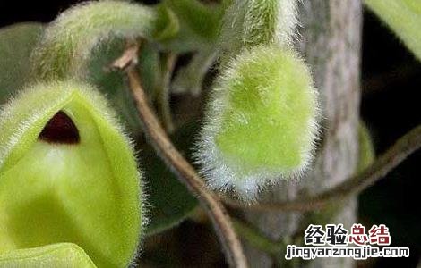 寻骨风的功效与作用与主治 寻骨风的功效与作用