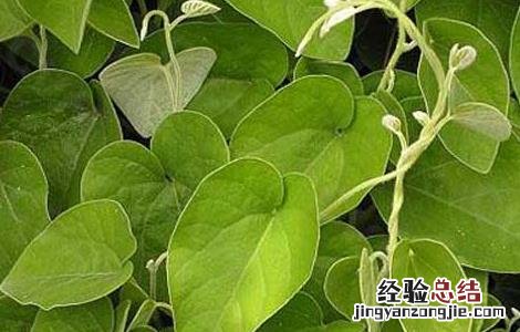 寻骨风的功效与作用与主治 寻骨风的功效与作用