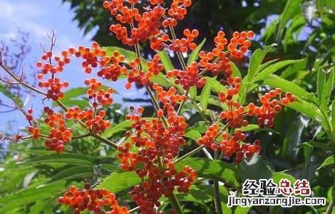 血满草的功效与作用和图片 血满草的功效与作用