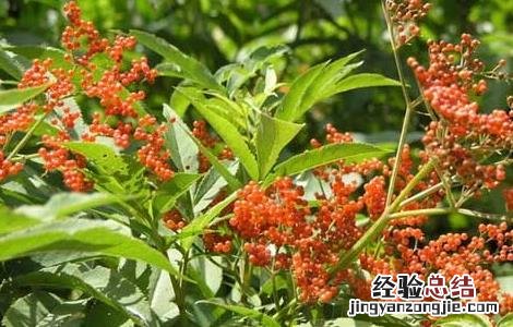 血满草的功效与作用和图片 血满草的功效与作用