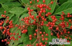 血满草的功效与作用和图片 血满草的功效与作用