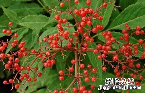 血满草的功效与作用和图片 血满草的功效与作用