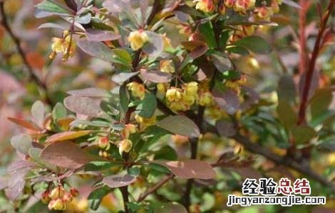 庐山小檗的功效与作用 小檗的功效与作用