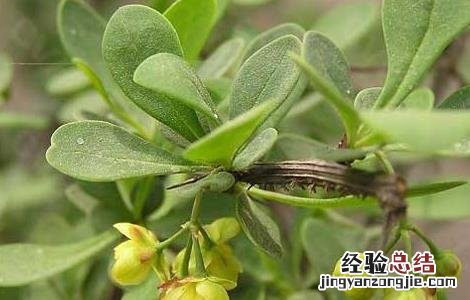 庐山小檗的功效与作用 小檗的功效与作用