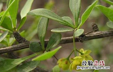 庐山小檗的功效与作用 小檗的功效与作用