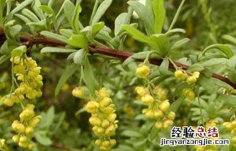 庐山小檗的功效与作用 小檗的功效与作用