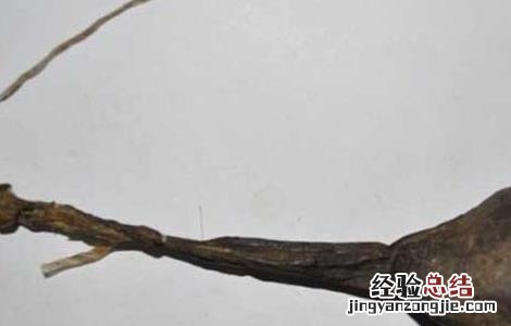 熊胆的功效与作用吃法和禁忌 熊胆的功效与作用
