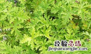 驱蚊草如何换盆种植 驱蚊草如何换盆