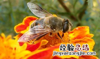 怎样才能把野外的蜜蜂移回家不飞走 老土的技术不过很管用
