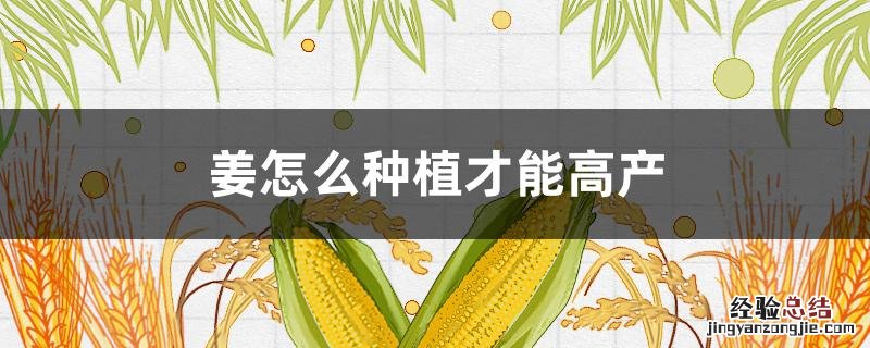 姜怎么种植才能高产又好吃 姜怎么种植才能高产