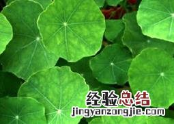 铜钱草的功效与作用图片 铜钱草的功效与作用