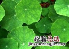 铜钱草的功效与作用图片 铜钱草的功效与作用