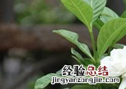 栀子花的养殖方法与注意事项有哪些 栀子花的养殖方法与注意事项