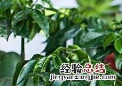 元宝树的养殖方法和注意事项 元宝树的养殖方法