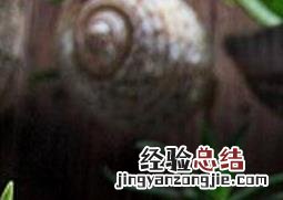 千年木如何养殖 千年木如何养殖视频