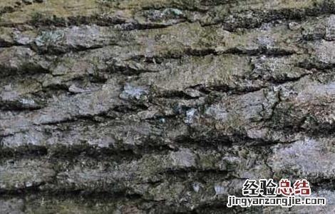 樟树皮的功效与作用 樟树皮的功效与作用一次吃多久?