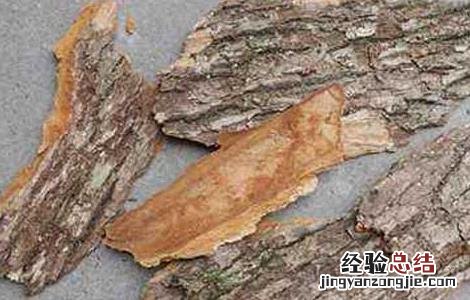 樟树皮的功效与作用 樟树皮的功效与作用一次吃多久?