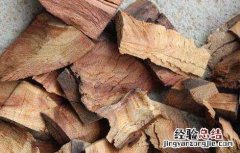 樟木的功效与作用 中药樟木的功效与作用