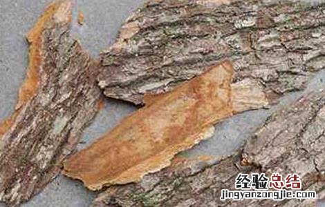 樟木的功效与作用 中药樟木的功效与作用
