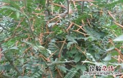 皂荚的功效与作用及毒副作用 皂荚的功效与作用
