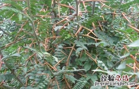 皂荚的功效与作用及毒副作用 皂荚的功效与作用