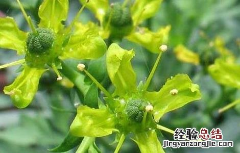 芸香草的功效与作用图片 芸香草的功效与作用