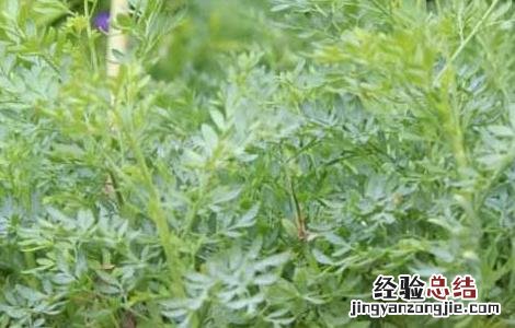 芸香草的功效与作用图片 芸香草的功效与作用