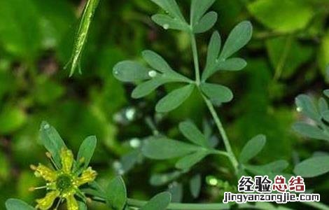 芸香草的功效与作用图片 芸香草的功效与作用