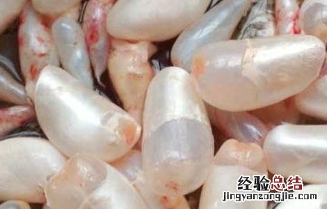 鱼鳔的功效与作用 中药鱼鳔的功效与作用