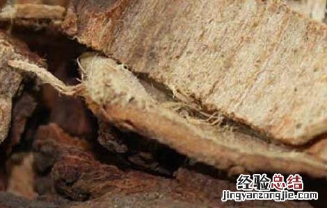 榆白皮的副作用 榆白皮的功效与作用