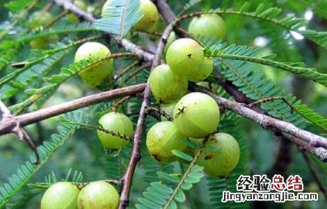 余甘子的功效与作用 余甘子的功效与作用和用量