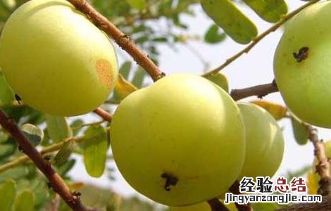 余甘子的功效与作用 余甘子的功效与作用和用量