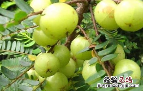 余甘子的功效与作用 余甘子的功效与作用和用量