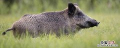 适时配种提高野猪养殖效益 适时配种提高野猪养殖效益的措施